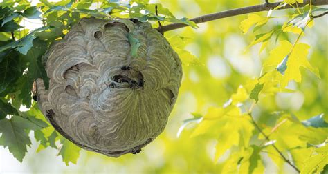 Winter Weather Lore and Wasps' Nests - Farmers' Almanac - Plan Your Day ...