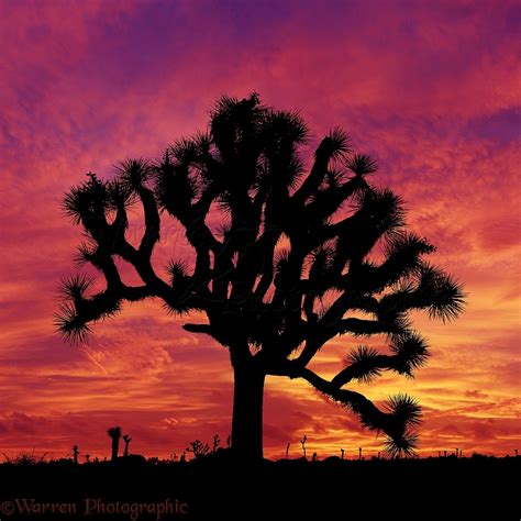 Joshua tree at sunset photo WP03299