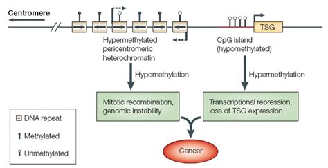 The Role of Methylation in Gene Expression | Learn Science at Scitable