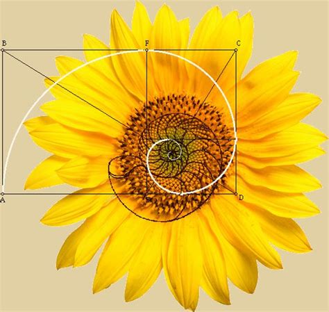 Phi Fibonacci spiral Yellow Sunflower | Get your mind blown | Pinterest ...