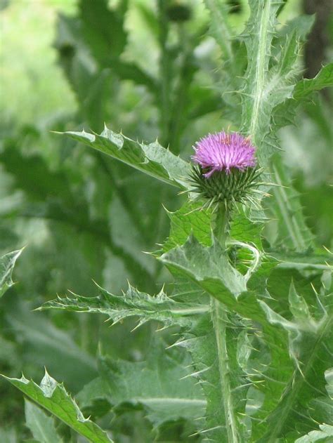 Ramona D. Grieco: Oklahoma Weeds With Purple Flowers - Mulch your ...