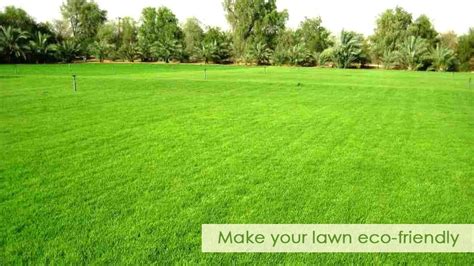 How to make your lawn eco-friendly