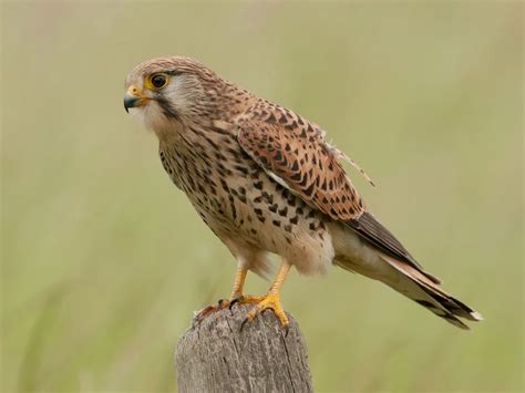 Kestrel Hovering: A Complete Guide | Birdfact