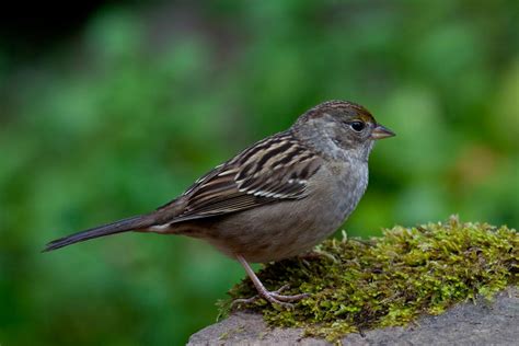 Chris The Photog: Backyard Birds