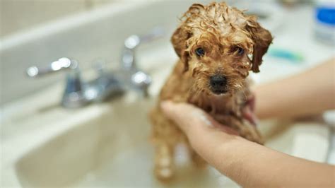 When Can You Shower Your Puppy