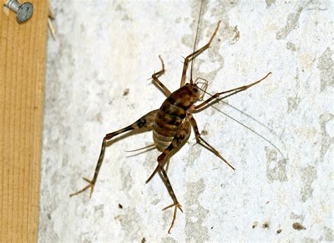 Spider crickets: The bugs you don’t want in your house this fall - The ...