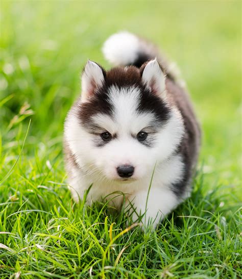 Pictures Of Huskies - An Amazing Gallery of Siberian And Alaskan Dogs ...