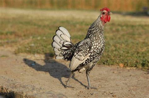 Bantam Chickens - Ultimate Guide on Breeds, Eggs and Care