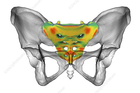 Anatomy of the sacrum bone, illustration - Stock Image - F037/6937 ...