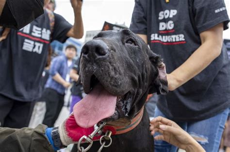 Animal rights groups in Korea slam lawmakers for not banning dog meat ...