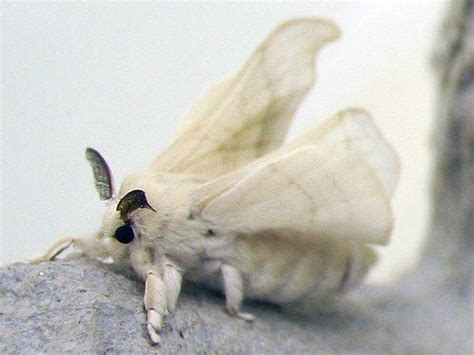 Commercial silk moth (bombyx mori). | Venezuelan poodle moth, Cute moth ...