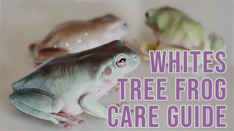 Whites Tree Frog Care Sheet / White S Tree Frog Care Guide Habitat Diet ...