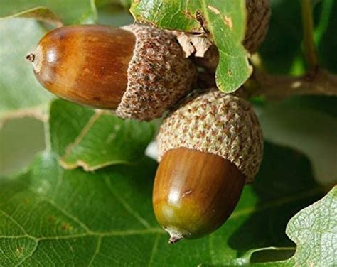 White Oak Tree Seeds for Planting | 5 Big Healthy Seeds | White Oak is ...