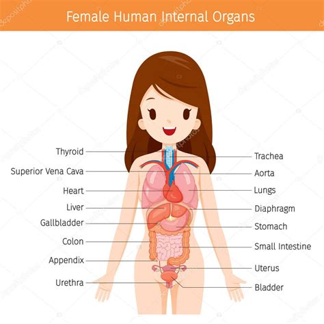 Diagram of the internal organs | Female Human Anatomy, Internal Organs ...