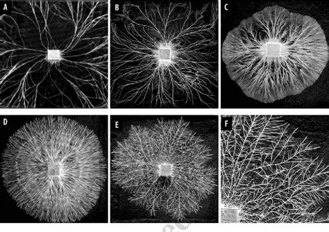 Figure 13.1 from 13 Network Organisation of Mycelial Fungi | Semantic ...