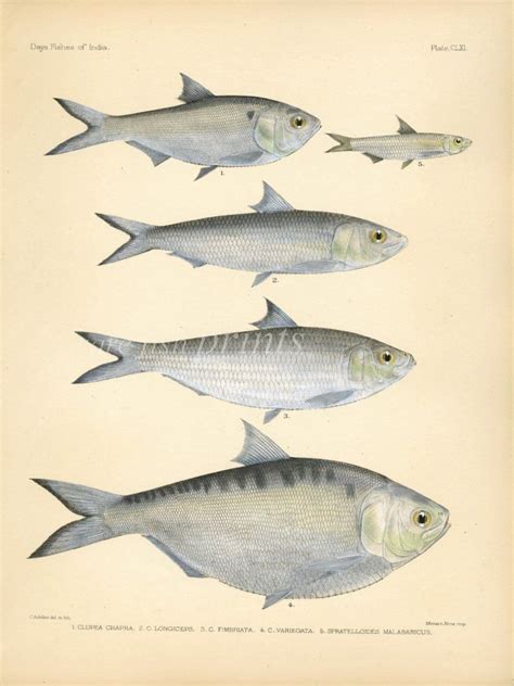 INDIAN, BONGA & BURMESE RIVER SHAD, MANAGASCA ROUNND HERRING print