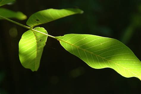 walnut leaves Free Photo Download | FreeImages