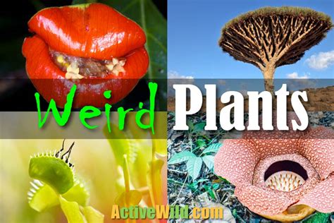 Weird Plants List, Pictures & Facts: Strange Plants From Around The World