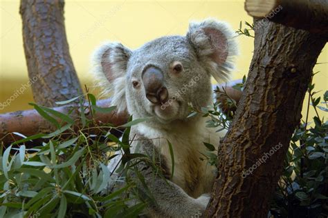 Koala eating eucalyptus leaves — Stock Photo © wrangel #58855421