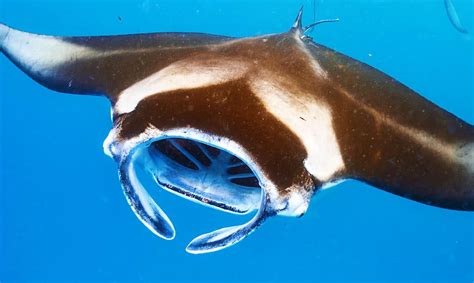 What Do Manta Rays Eat? - A-Z Animals