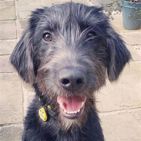 #NewDoggySignUp Wilfred is a big, playful, goofy Lurcher cross who is a ...