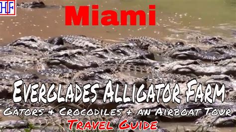 Everglades Alligator Farm – Near Miami, FL - HipFig Travel Guides