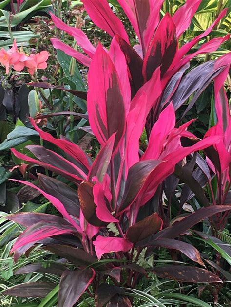 Tropical Cordyline Ti Hawaiian Red Sister houseplant live | Etsy | 식물 ...