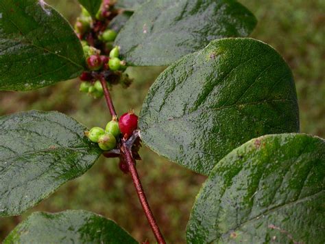 Symphoricarpos orbiculatus (Caprifoliaceae) image 12540 at PhytoImages ...