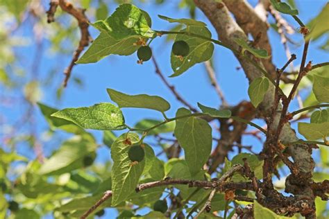 Pictures and Description of Hackberry Trees