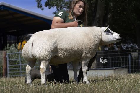 Beltex – Chiltern Livestock