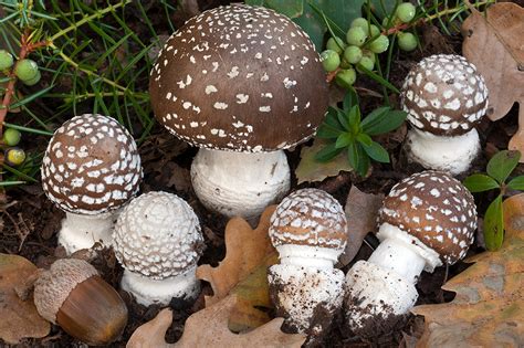 Panthercap (Denver-Boulder Metro Area: Fungi, Lichen, Algae, and Slime ...