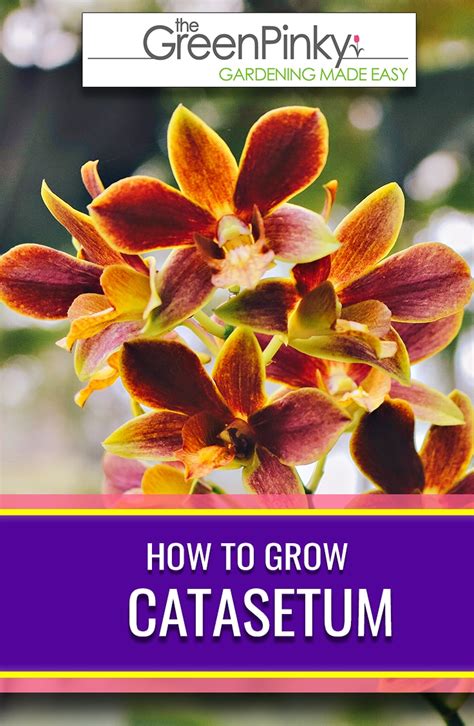 Raising Catasetum? — Our Guide with Tips (that Work)