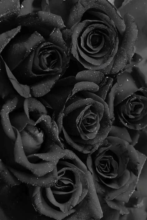 sɴɪᴇɢᴅᴇᴊᴀ ★ black colour mood aesthetic Black Roses Wallpaper, Black ...