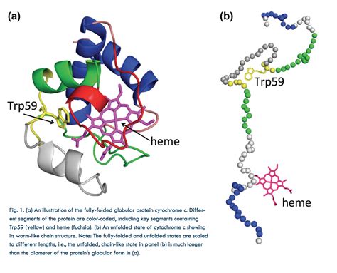 Unraveling Protein Folding - BioCAT