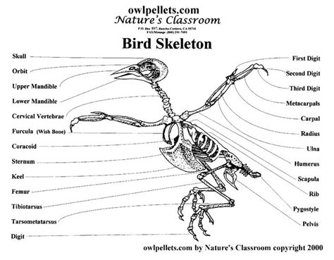 1000+ images about bird skeletons on Pinterest | Bird wings, Wings and ...