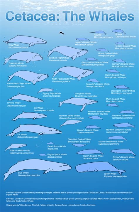 Blue Whale Size Comparison Chart - MH Newsoficial