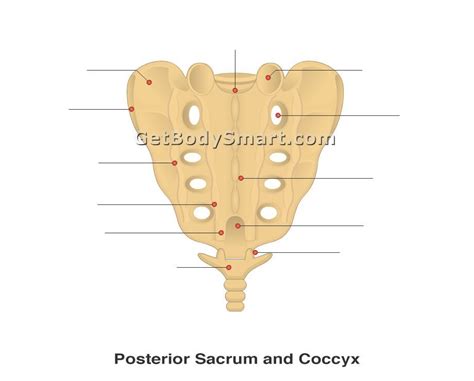 Sacral Vertebrae Diagram