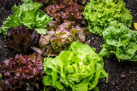 15 of the Best Lettuce Varieties to Grow for Backyard Gardeners ...