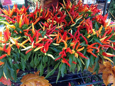 Seasonally colorful, this ornamental chili pepper plant is the perfect ...