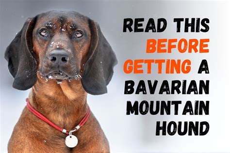 What You Should Know Before Getting a Bavarian Mountain Hound