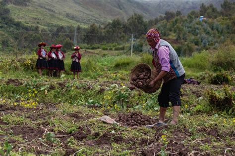 The Past And Present Of Peruvian Potatoes | Kuoda Travel