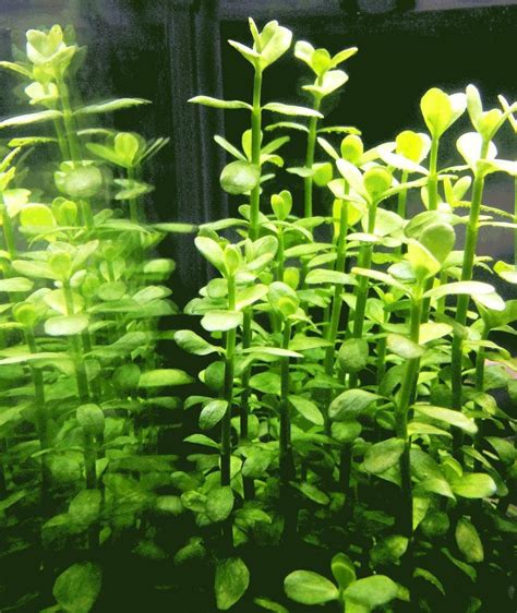 Bacopa Monnieri Moneywort Freshwater Live Aquarium Plants Bunch