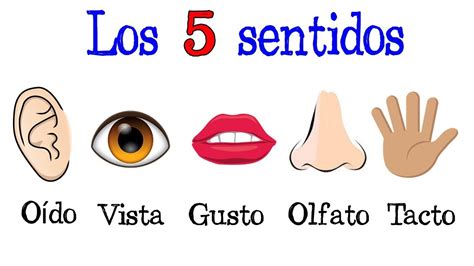 👅 Los 5 sentidos / Órganos de los Sentidos 👋 [Fácil y Rápido ...