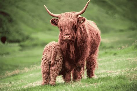 The Domestic Animals of the Faroe Islands are a Result of 1,200 Years ...