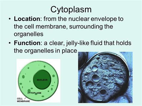 Function of Cytoplasm | Composition of Cytoplasm