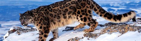 About Snow Leopard | WWF India