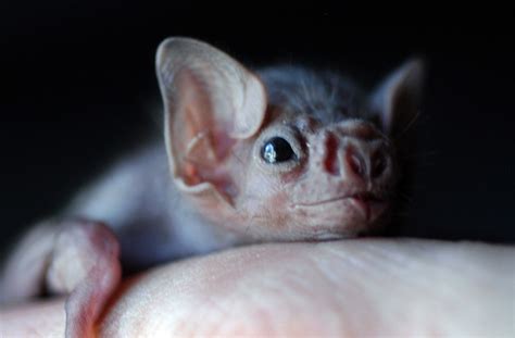 Vampire Bats Are Now Starting To Bite Humans, According to Study | Tdnews