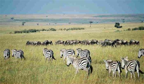 Zebra Habitat - About Zebras - Online Biology Dictionary