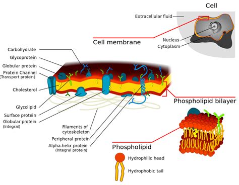 Protein Function