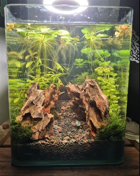 5 Shrimp Tank Setups You Need To Try - The Aquarium Keeper